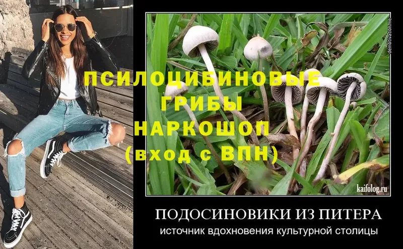 Галлюциногенные грибы Cubensis  закладка  Алагир 